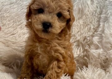 Toy Poodle Puppies