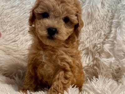 Toy Poodle Puppies