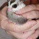 Sugar glider male