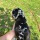 Great Dane puppies