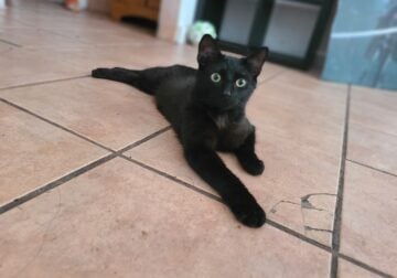Black Cat