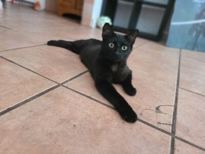 Black Cat