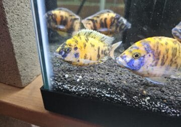 African cichlids