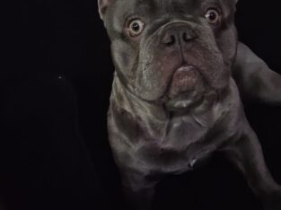 Frenchie