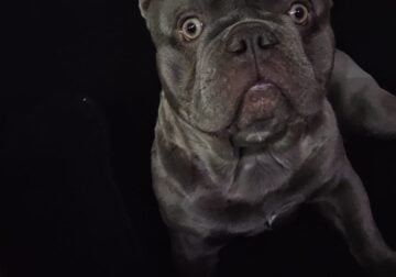 Frenchie
