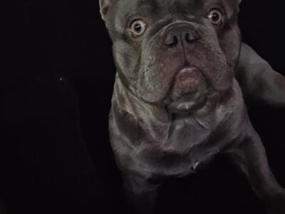 Frenchie