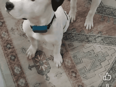 7 month old American bully puppy