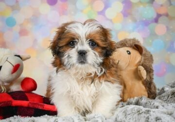 Rolo Male Shihtzu