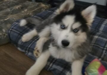 Male Siberian Husky 4 month old
