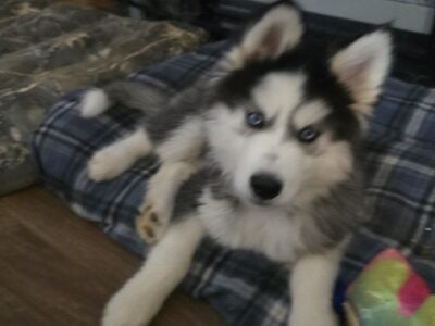 Male Siberian Husky 4 month old