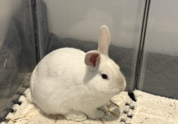 Female bunny