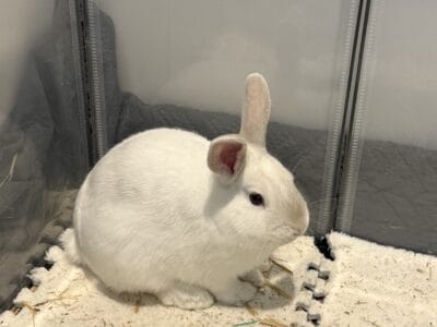 Female bunny