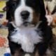 Bernese Mountain dogs