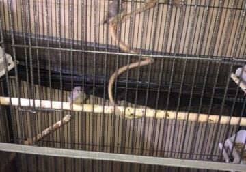 Young Zebra Finches