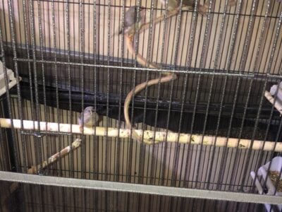 Young Zebra Finches