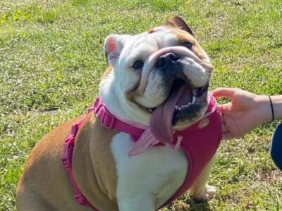 Loving 5-Year-Old English Bulldog