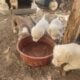 Cute Medium sized Puppies