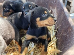 Doberman Puppies Available