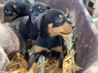 Doberman Puppies Available