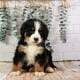 Honey – AKC Bernese Mountain Dog Puppy