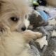Pomapoo