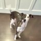 Male Italian Greyhound – Born Oct 10, 2023