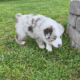 AKC Purebred Australian Shepherd Puppies for Sale