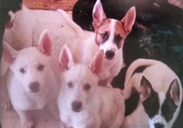 Adorable Unique Akita Mix puppies Available