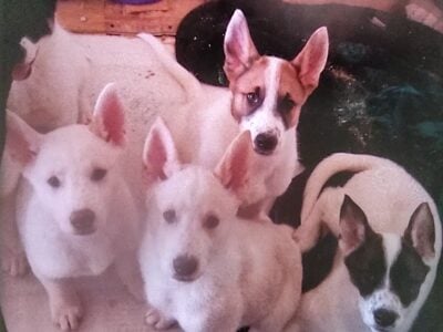 Adorable Unique Akita Mix puppies Available