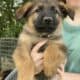 AKC German Shepherd Puppies