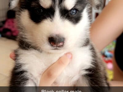 Husky babies