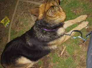 Purebred Female German Shepherd