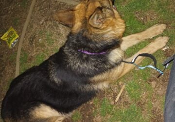 Purebred Female German Shepherd