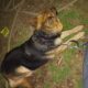 Purebred Female German Shepherd