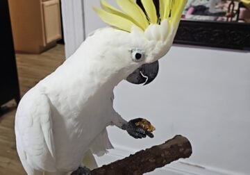 Teenage male cockatoo
