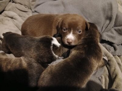 Brownie