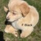 Great Pyrenees/Golden retriever puppies