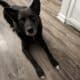 Black German Shepherd mix needs a new home
