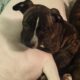 7 adorable puppies