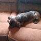 German Short-haired Pointer Puppies