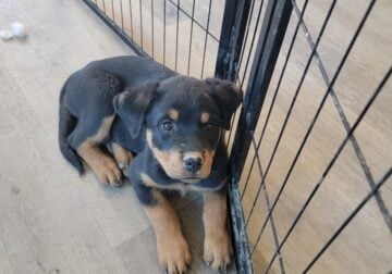 Rottweiler Puppies 10 Weeks Old