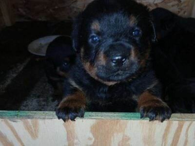 Johnson Rottweiler puppies rehoming
