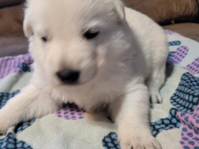 White German Shepherd Puppies