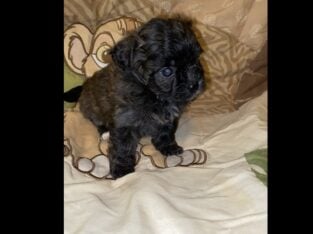 Shihpoo Puppy #4