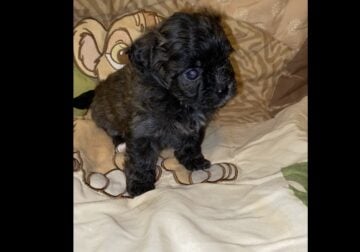 Shihpoo Puppy #4