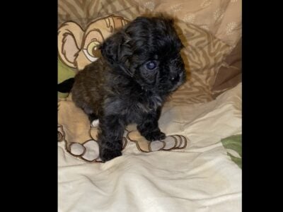Shihpoo Puppy #4