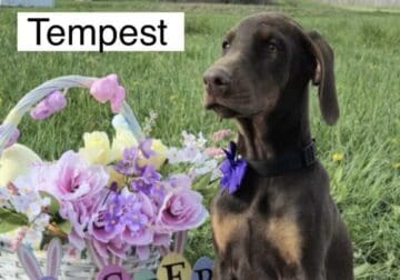 EASTER SPECIAL Tempest