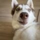 Eddy the Husky