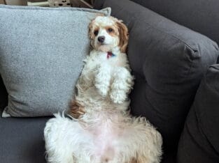 Sammy
