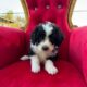 Aussiedoodle Magic